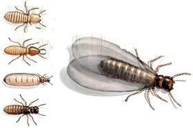 formosan termite